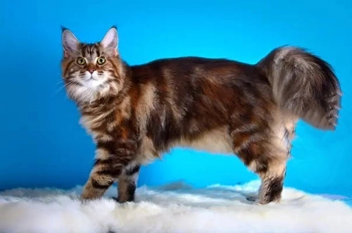 Custom 3D sculpture of Maine Character