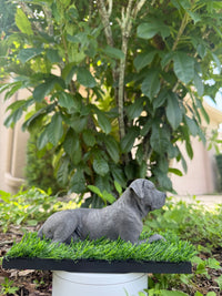 Graycyn