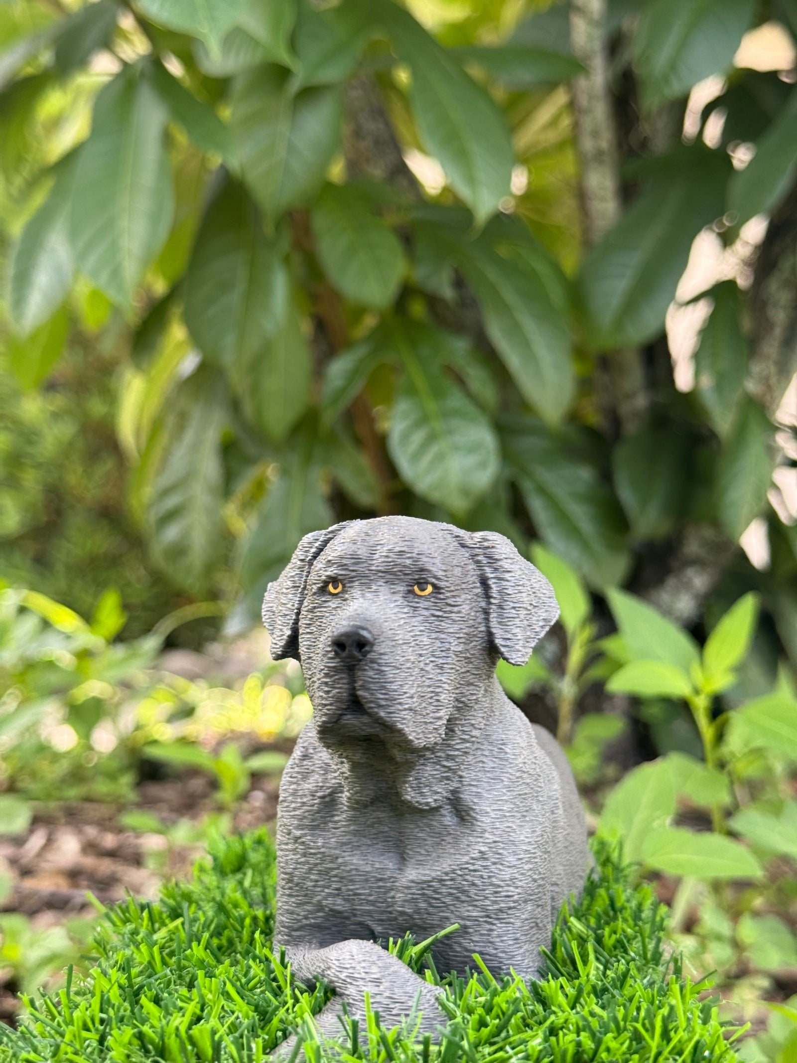 Graycyn