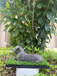 Graycyn