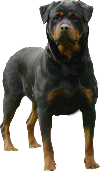 Rotty