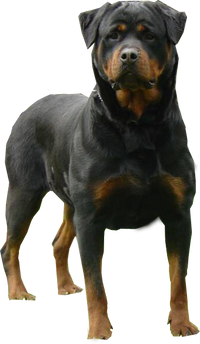 Rotty