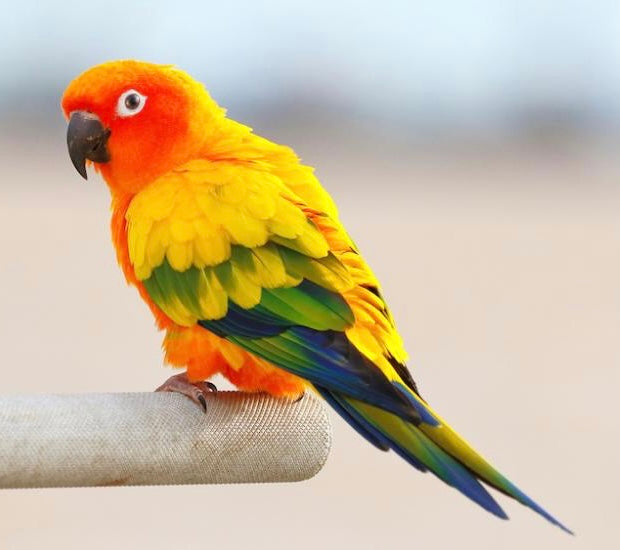 Sun conure