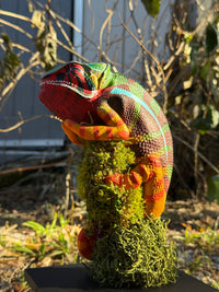 Panther Chameleon