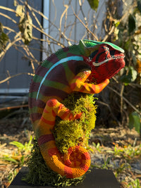 Panther Chameleon