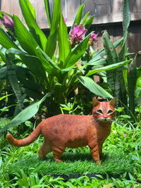 Tabby