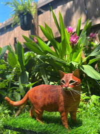 Tabby