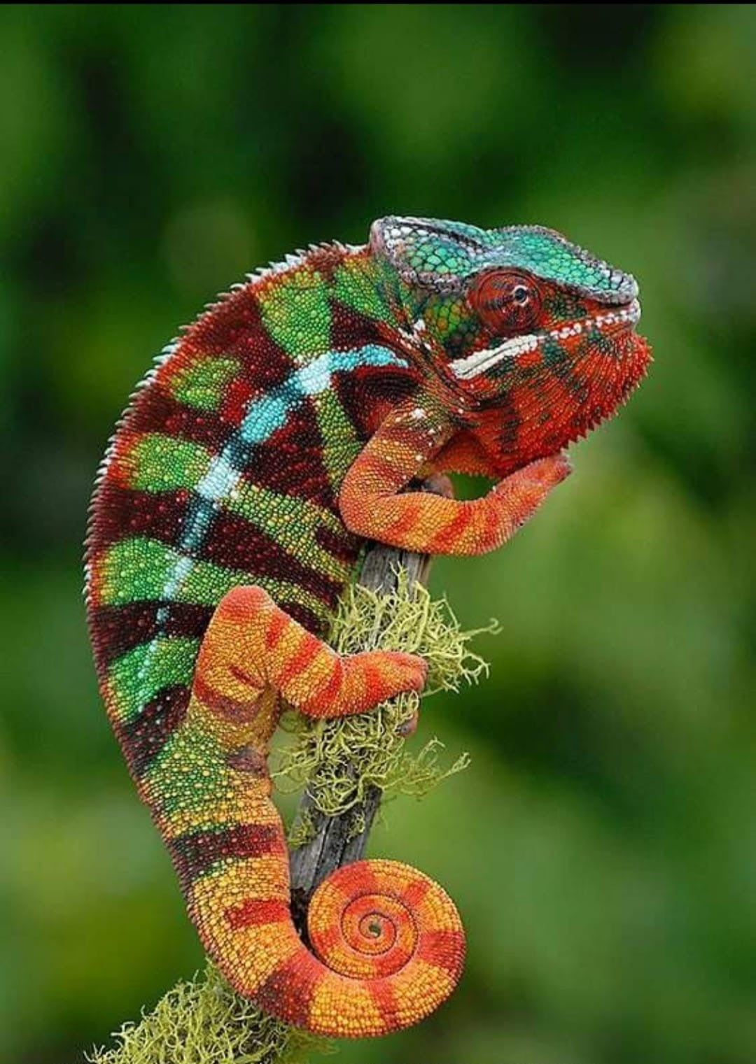 Panther Chameleon