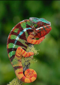 Panther Chameleon
