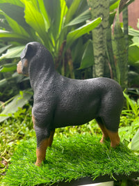 Rotty