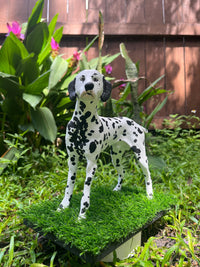Spot