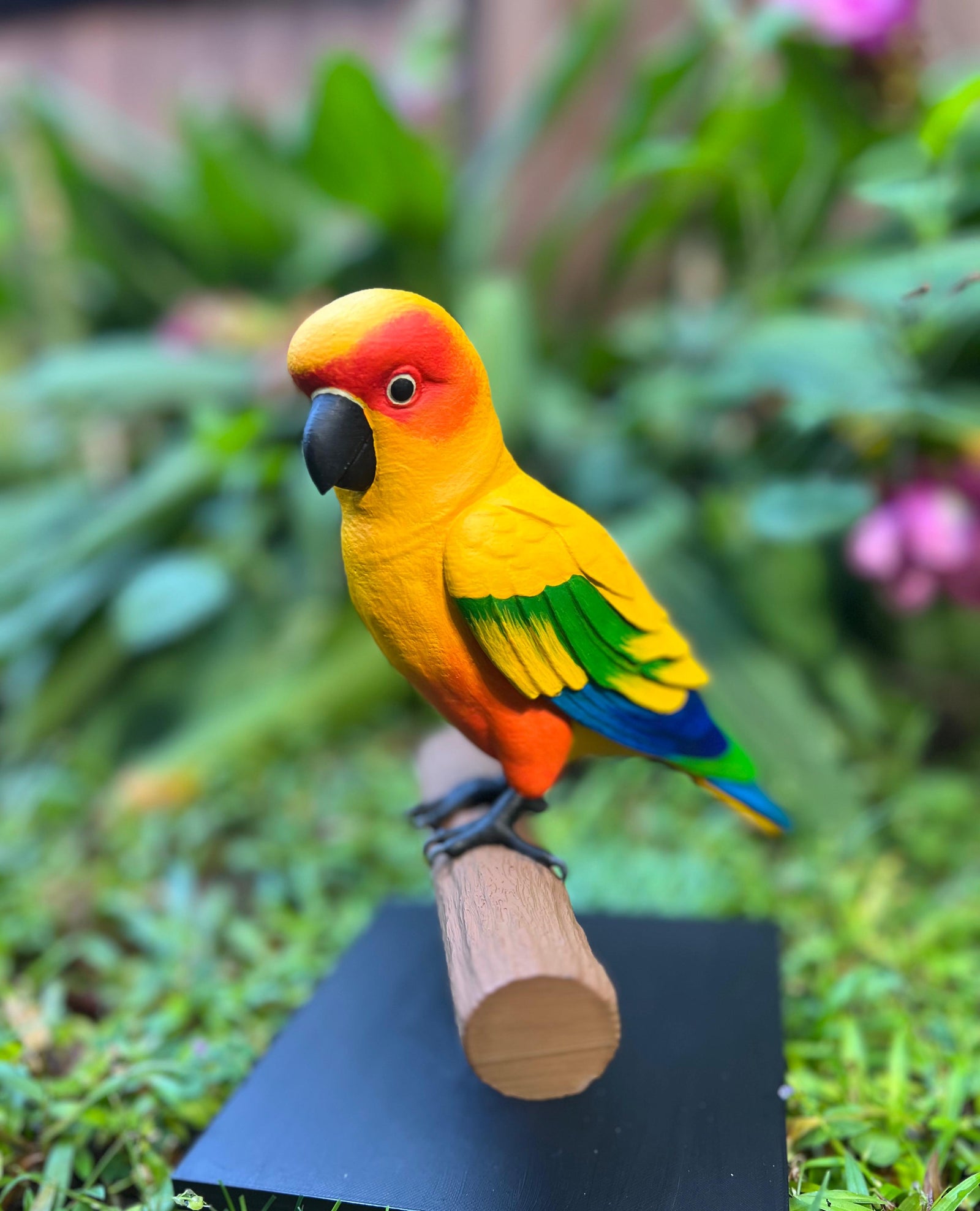 Sun conure