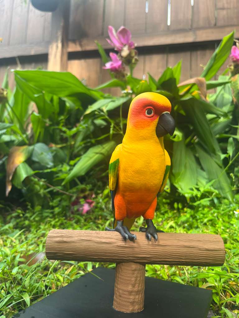 Sun conure