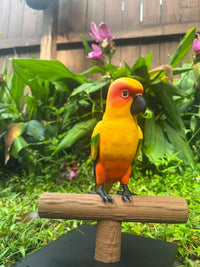 Sun conure