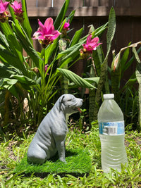 Chico - Composite Creatives
