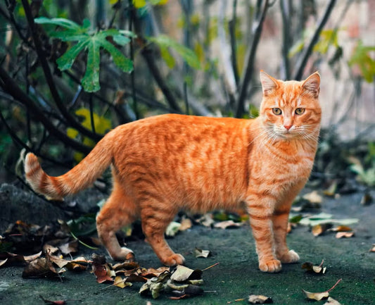 Tabby